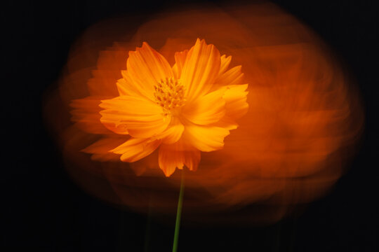 Sulfur Cosmos Flower