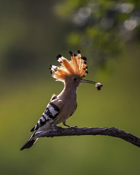 Hoopoe (Upupa epops) Bird of the Year 2022, male with caterpillar as a wedding present for the female, feeding, courtship feeding, erected bonnet, golden hour, backlight, sunlight, rising sun, Middle Elbe Biosphere Reserve, Saxony-Anhalt, Germany
