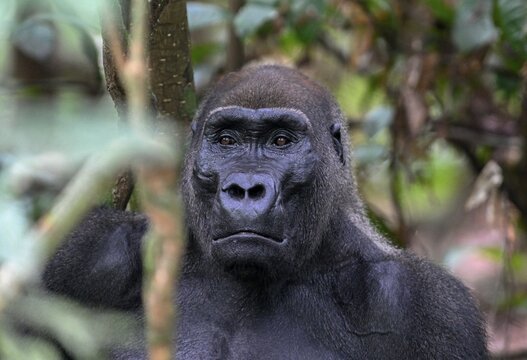 Western lowland gorilla (Gorilla gorilla gorilla), male animal, silverback, Loango National Park, Parc National de Loango, Ogoou&eacute;-Maritime Province, Gabon