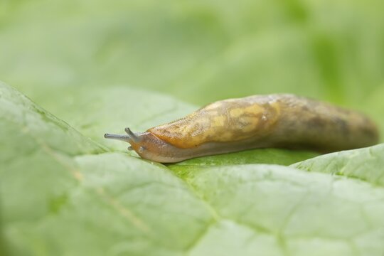 Leopard slug (Limax maximus) adult gastropod molluscs on a garden vegetable plant leaf in summer, England, United Kingdom
