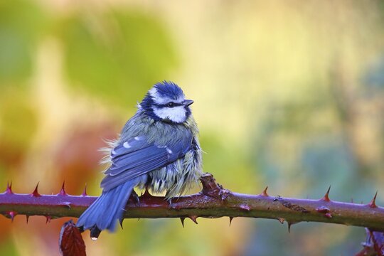Blue tit (Cyanistes caeruleus) after a bath on blackberry vine, Hesse, Germany