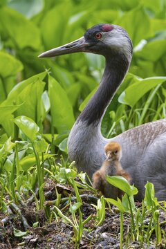 Crane (gurs grus) in nest with chicks, Feldberger Seenlandschaft, Mecklenburg-Vorpommern, Germany