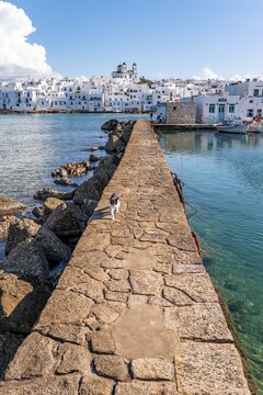 White and black cat on harbour wall, harbour town Naoussa, island Paros, Cyclades, Greece