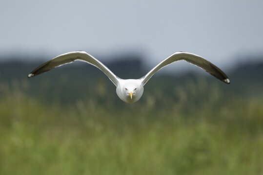 Lesser black-backed gull (Larus fuscus) adult seagull bird aggresive pose in flight, Suffolk, England, United Kingdom
