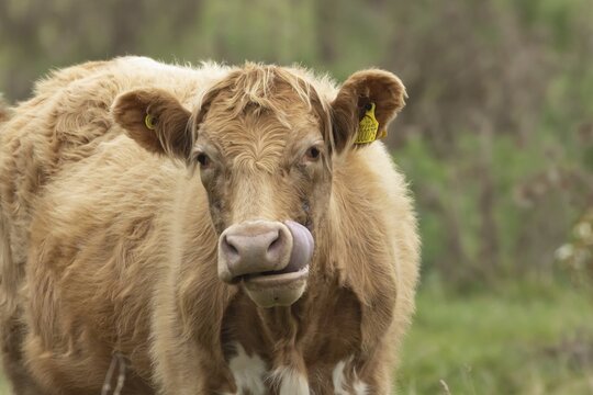 Domesticated cow or cattle (Bos taurus) adult farm animal humourously sticking its tongue out in a grass field, Suffolk, England, United Kingdom