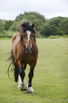 Domestic horse, Clydesdale (Equus caballus) on pasture, France