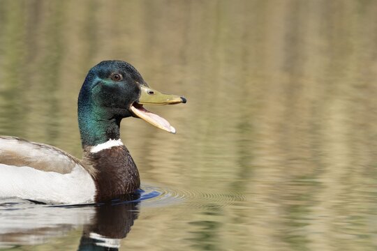 Mallard duck (Anas platyrhynchos) adult male bird quacking or calling on the water surface of a lake, England, United Kingdom