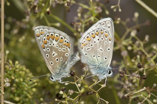 Common Blue (Polyommatus icarus), copula, left female, right male, Baden-Wuerttemberg, Germany, Europe
