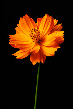 Sulfur Cosmos Flower