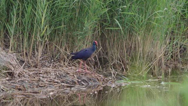 Purple swamphen with bright pink legs walking on muddy wetland shore