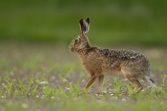 European brown hare (Lepus europaeus) adult animal in a farmland maize crop in the summer, England, United Kingdom