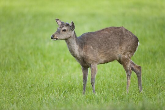 Sika Deer (Cervus nippon), with antlers forming, captive, Bavaria, Germany