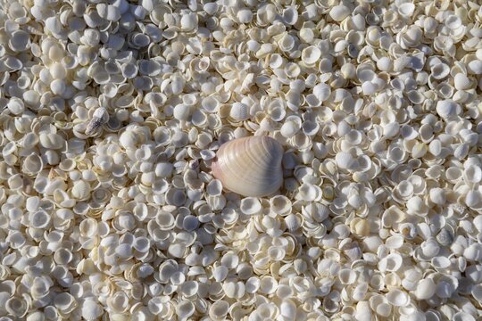 Cockles (Fragum erugatum) on Shell Beach, Hamelin Pool, Shire of Shark Bay, Western Australia, Australia