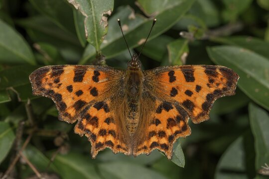 A C-moth (Polygonia C-Album) with spotted orange wings sunbathing on green leaves, Baden- W&uuml;rttemberg, Germany