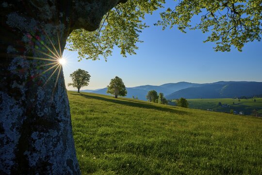 A sunny morning on a green meadow with a big beech tree and mountains in the background, spring, Schauinsland, Freiburg im Breisgau, Black Forest, Baden-W&uuml;rttemberg, Germany