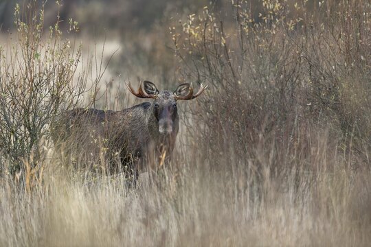 The first moose bull (Alces alces) has lost interest in the moose cow and moves away from the group, rutting season, moose rut, October, Denmark