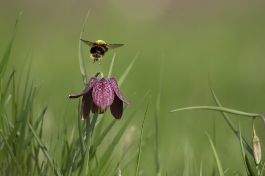 Buff tailed bumblebee (Bombus terrestris) adult bee insect flying from a Snake's head fritillary (Fritillaria meleagris) flower in spring, England, United Kingdom