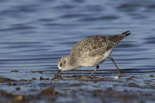 Grey plover (Pluvialis squatarola) adult wading bird in winter plumage feeding on a mudflat on a shoreline, Norfolk, England, United Kingdom