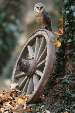 Common barn owl (Tyto alba), on an old wagon wheel, Czech Republic