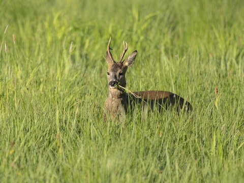 Roe deer (Capreolus capreolus), roebuck stands in a wet meadow, in a wetland biotope and eats, grazes grass, wildlife, Lower Saxony, Germany