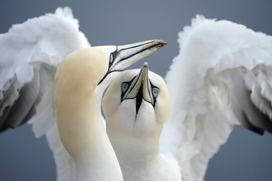 Northern gannet (Sula bassana) animal portrait, courtship behaviour, Helgoland Island, Schleswig-Holstein, wildlife, Germany