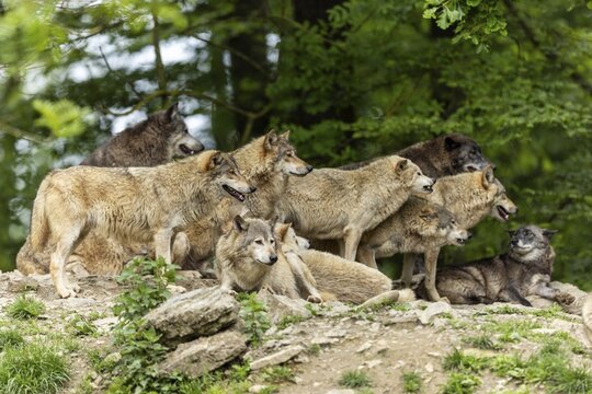A group of wolves gather in a clearing in the forest, showing pack behaviour, Timberwolf, American wolf (Canis lupus occidentalis)