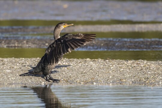 Double-crested Cormorant (Phalacrocorax auritus) flapping its wings, Sanibel Island, Florida, USA