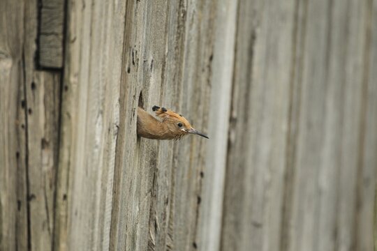 Hoopoe (Upupa epops) almost fledged young bird at the artificial breeding hole in a barn, Lower Austria, Austria