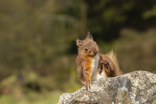 Red squirrel (Sciurus vulgaris) adult animal scratching itself on a dry stone wall, Yorkshire, England, United Kingdom