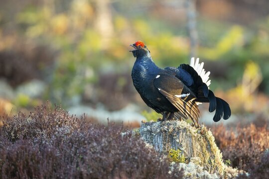 Black grouse (Lyrurus tetrix), black grouse courtship in Sweden, F&aring;gelsj&ouml;, G&auml;vleborgs l&auml;n, Sweden