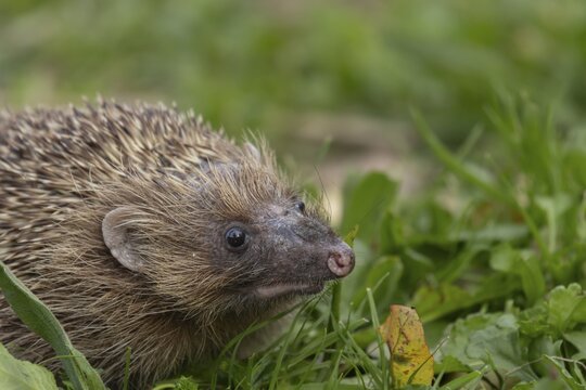 European hedgehog (Erinaceus europaeus) adult animal on a garden lawn, England, United Kingdom