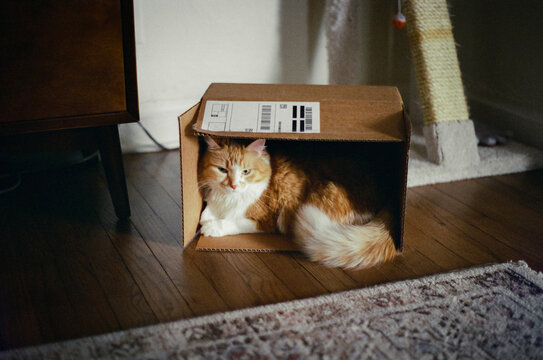 Cat in a Shipping Box
