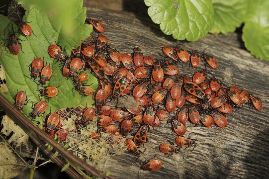 Firebug (Pyrrhocoris apterus), North Rhine-Westphalia, Germany