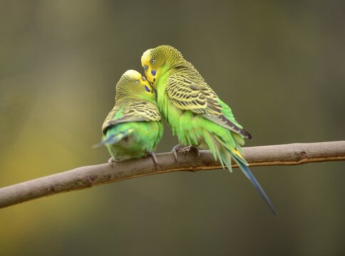 Budgerigars (Melopsittacus undulatus), female, left and male, right, captive, Saxony-Anhalt, Germany