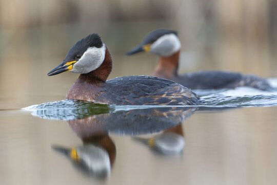 Red-necked Grebe (Podiceps grisegena) grebe, courtship, pair formation, reed and shallow water zone, calling, male and female, splendour plumage, Saxony-Anhalt, Middle Elbe Biosphere Reserve, Germany