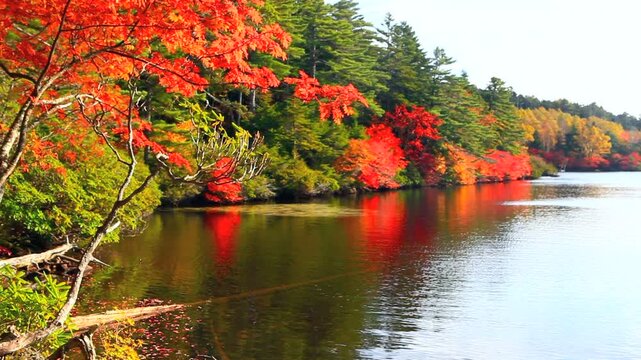 白駒池のドウダンツツジの紅葉