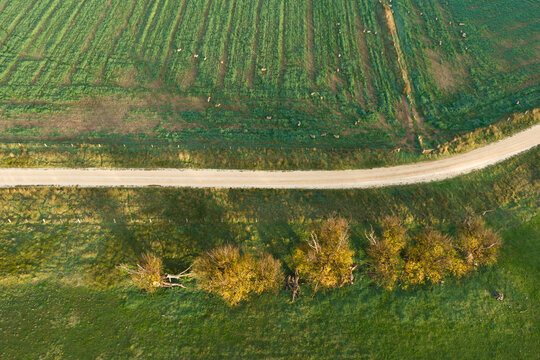 Gravel road between sheep in a green field and a row of trees