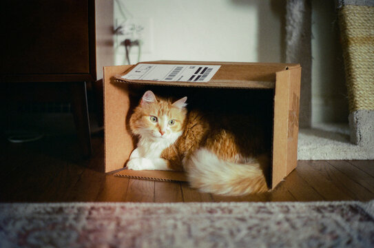 Cat in Cardboard Box