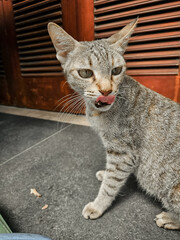 The impression of a black cat after eating food. The theme of wild pets, wild cats  © Slamet
