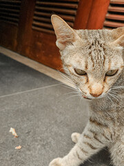 The impression of a black cat after eating food. The theme of wild pets, wild cats  © Slamet