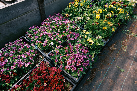 Lush crates filled with pansy flowers in greenhouse in spring