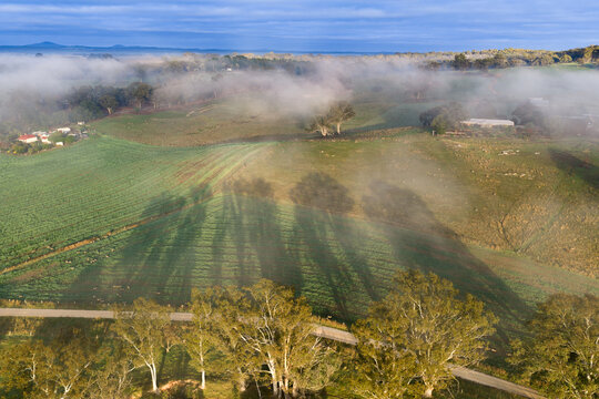 Long shadows from gumtrees across green farmland on a foggy morning