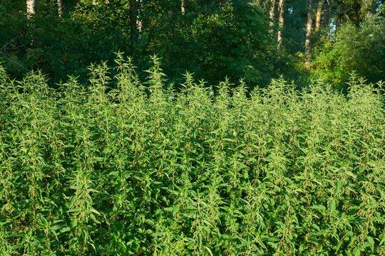 Dense patch of wild stinging nettle plants growing at the edge of a forest. Green Urtica dioica herbs illuminated by bright summer sunlight. Concept of herbal medicine and botanical nature.