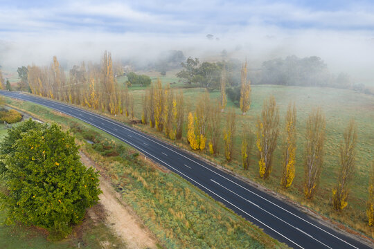 A row of poplar trees in fall coloring alongside a country road