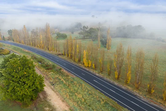 A row of poplar trees in fall coloring alongside a country road