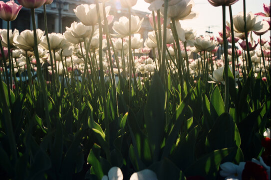 Tulips grow in a garden during spring