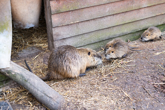 Family of nutrias eating food near their wooden shelter at the zoo.