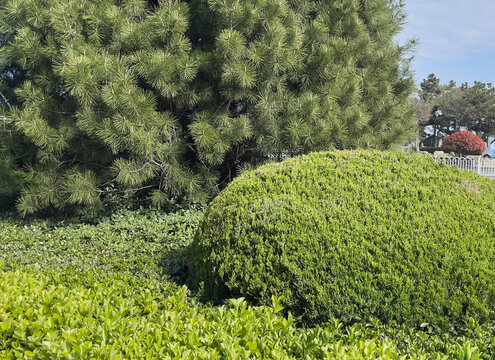 Manicured evergreen shrubs and lush pine trees in a landscaped urban park 