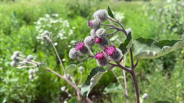 Inflorescences-baskets of burrs. Arctium lappa. Purple flowers