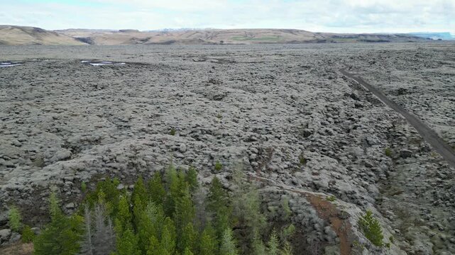 survol d'une petite for&ecirc;t de sapin au milieu d'un champs de lave recouvert de lichen
